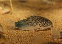 <i>Corydoras similis</i>