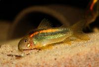 <i>Corydoras</i> sp. 'aeneus var. golden stripe'