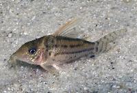 <i>Corydoras pulcher</i>