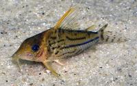 <i>Corydoras pulcher</i>