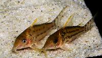 <i>Corydoras pulcher</i>