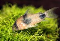 Weitzmans corydoras, tvåsadelscorydoras