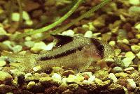 <i>Corydoras axelrodi</i>