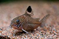 <i>Corydoras trilineatus</i>