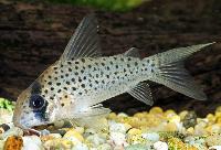 Caracha, maskerad corydoras/pansarmal