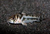 <i>Corydoras boesemani</i>