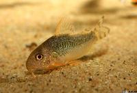 <i>Corydoras gossei</i>