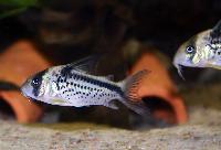 <i>Corydoras loxozonus</i>