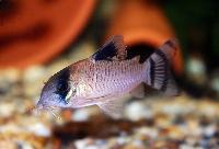 <i>Corydoras oiapoquensis</i>