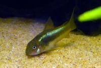 <i>Corydoras</i> sp. 'neon green stripe'