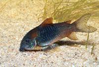 <i>Corydoras venezuleanus</i>