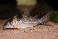 Blochs corydoras, stjärtfläckscorydoras, C032