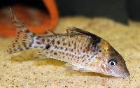 <i>Corydoras blochi</i>