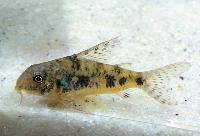 <i>Corydoras marmoratus</i>