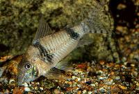 <i>Corydoras desana</i>