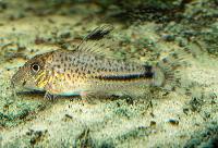 <i>Corydoras fulleri</i>