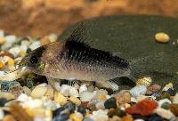 <i>Corydoras nijsseni</i>