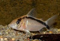 <i>Corydoras</i> sp. 'CW006'