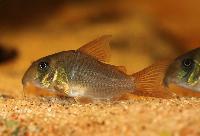 <i>Corydoras concolor</i>