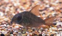 <i>Corydoras concolor</i>