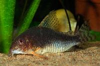 <i>Corydoras gossei</i>