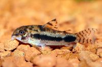 <i>Corydoras habrosus</i>