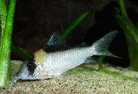 <i>Corydoras imitator</i>