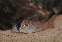 Kanei corydoras C046, C026