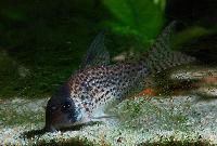 <i>Corydoras kanei</i>