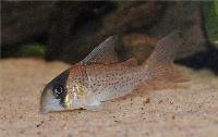 <i>Corydoras kanei</i>