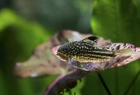 <i>Corydoras napoensis</i>