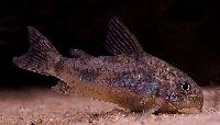 <i>Corydoras paleatus</i>