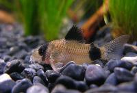 <i>Corydoras panda</i>