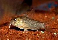 <i>Corydoras polystictus</i>