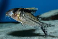 <i>Corydoras robustus</i>