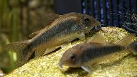 <i>Corydoras schultzei</i>