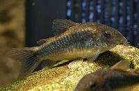 <i>Corydoras schultzei</i>