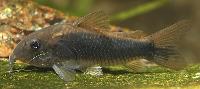 <i>Corydoras schultzei</i>