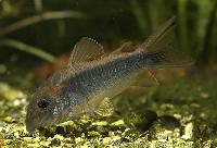 Svart pansarmal, Gold Flash Cory, Peru Gold Stripe Cory