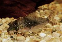 <i>Corydoras septentrionalis</i>