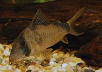 <i>Corydoras septentrionalis</i>