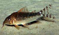 <i>Corydoras seussi</i>