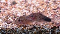 <i>Corydoras similis</i>