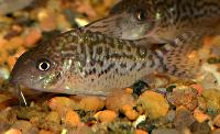 <i>Corydoras sodalis</i>