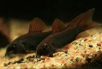 <i>Corydoras aeneus</i> 'black'