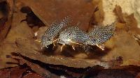 <i>Corydoras sterbai</i>