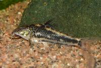 C113, Laser back corydoras, guldryggspansarmal