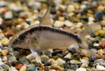 Corydoras granti