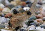 Corydoras panda