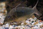 Corydoras splendens